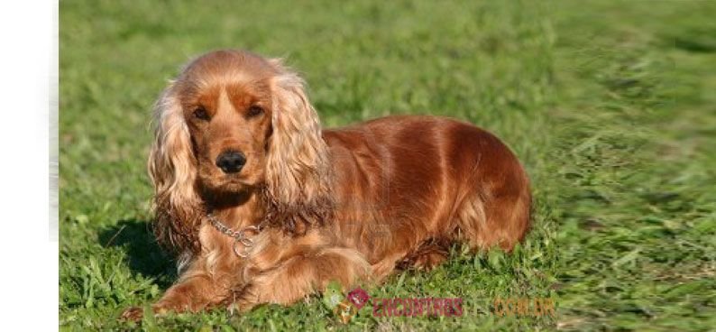 Cocker-Spaniel-Americano