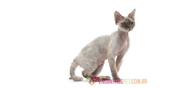 Devon-Rex