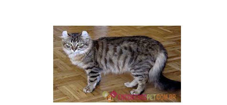Gato Americano 
