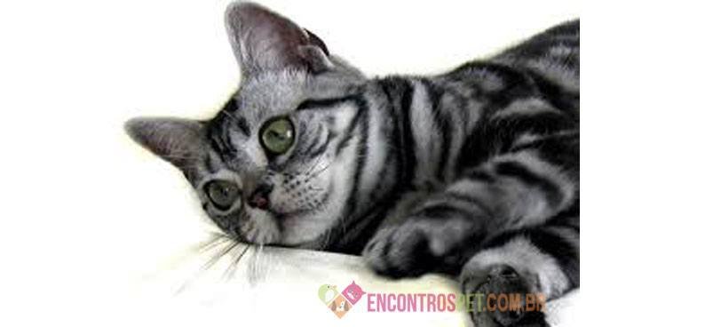 Gato Americano 