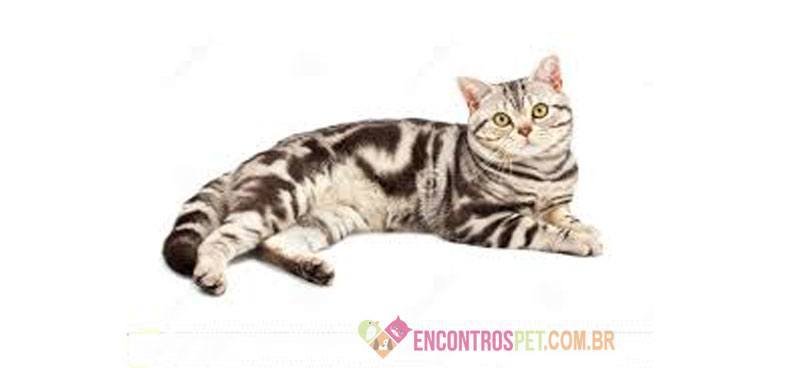 Gato-Americano