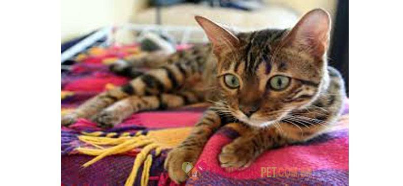 Enconstropet-Gato-De-Bengala-Bengal08
