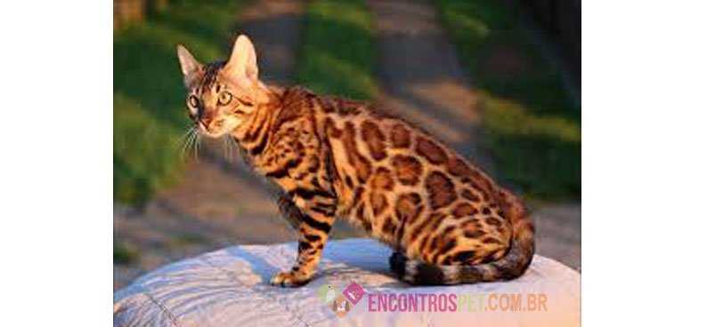 Enconstropet-Gato-De-Bengala-Bengal10