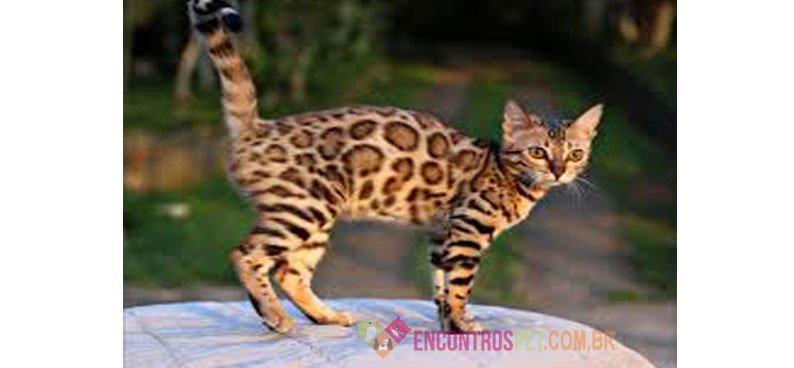 Encontrospet-Gato-De-Bengala-Bengal08