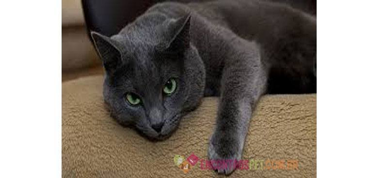 Gato Azul Russo