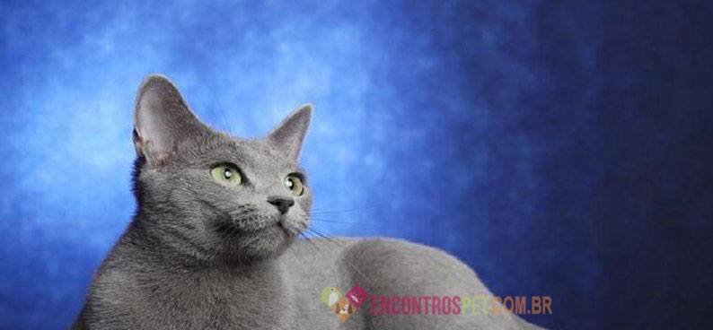 Gato Azul Russo