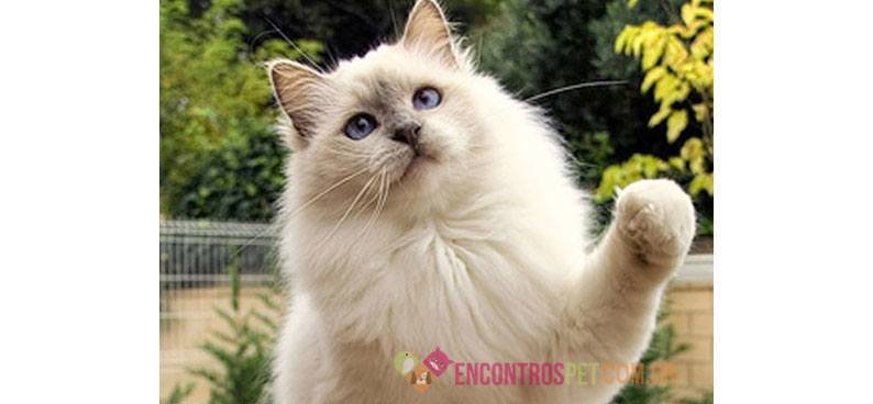 gato-birmanes