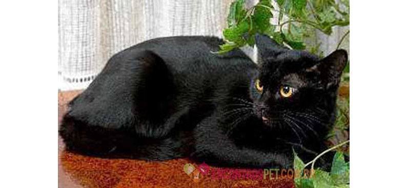 Encontrospet-GatoBirmanes02
