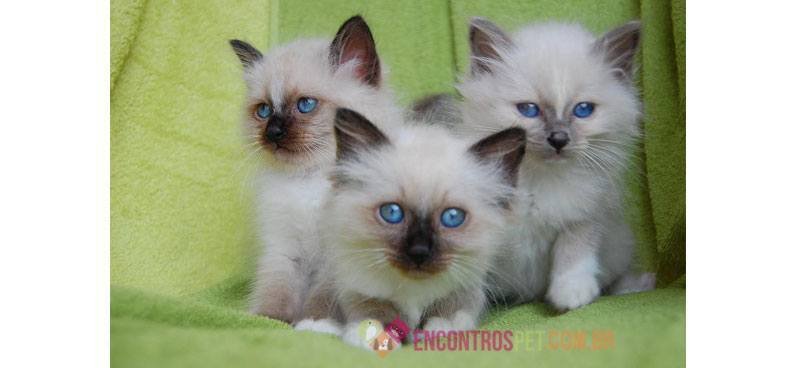 Encontrospet-GatoBirmanes05