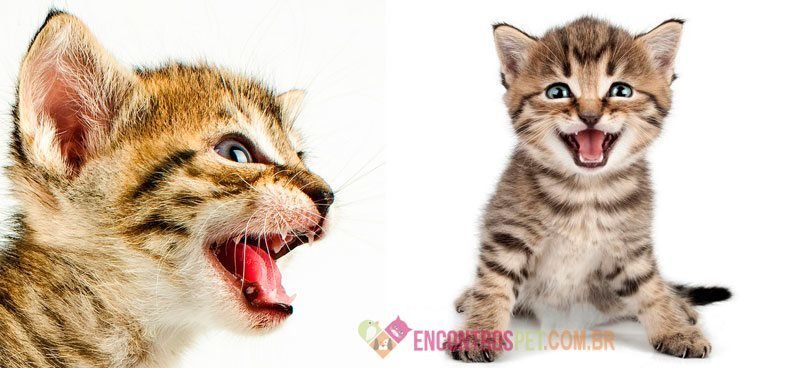 gato-miando-alto-o-que-pode-ser