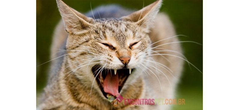 gato-miando-alto-o-que-pode-ser