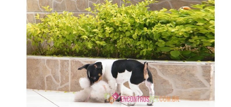 Fox-paulistinha