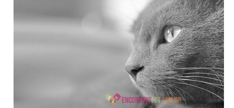 cachorro-gato-enxerga-preto-branco-colorido