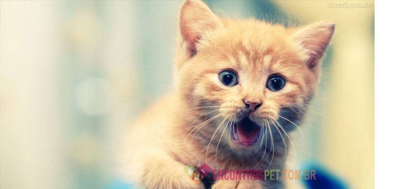 Gato-espirrando-01