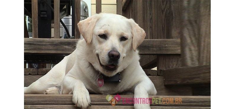 Labrador