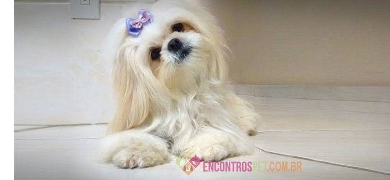 Lhasa-Apso