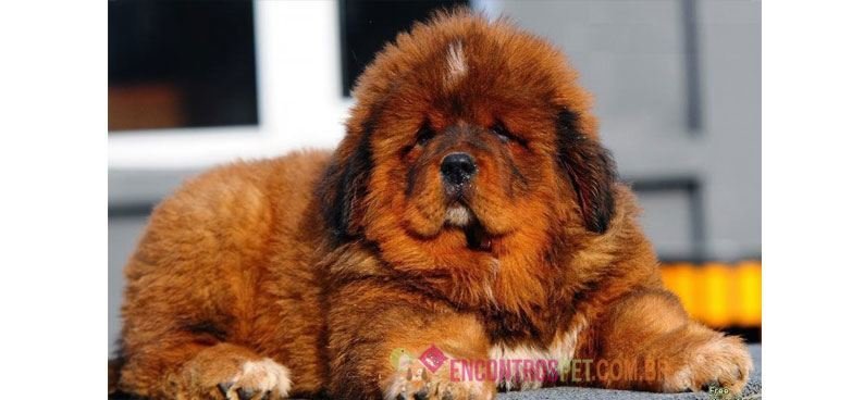 Mastim-Tibetano