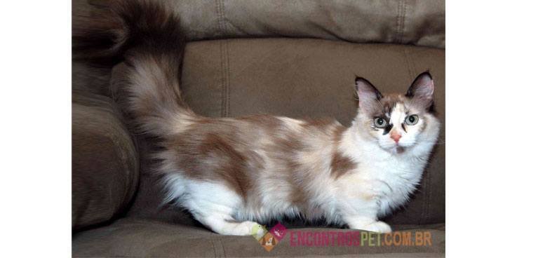 Munchkin-gato