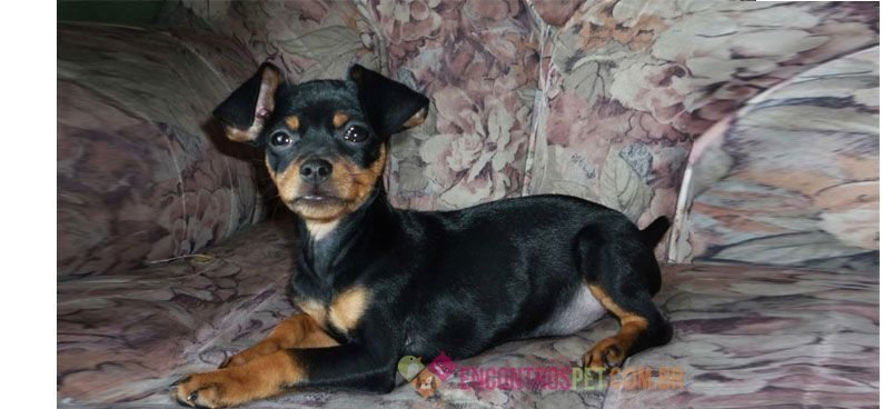 Pinscher