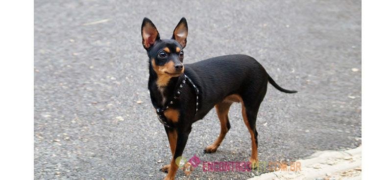 Pinscher