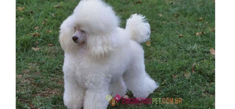 Poodles