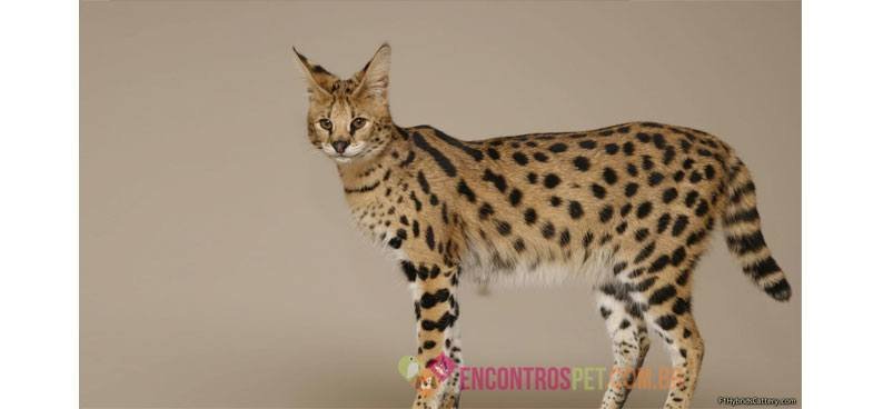 Savannah
