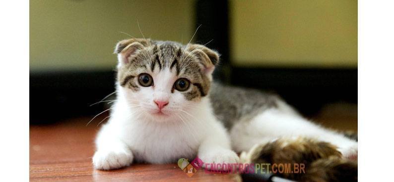 Scottish-Fold