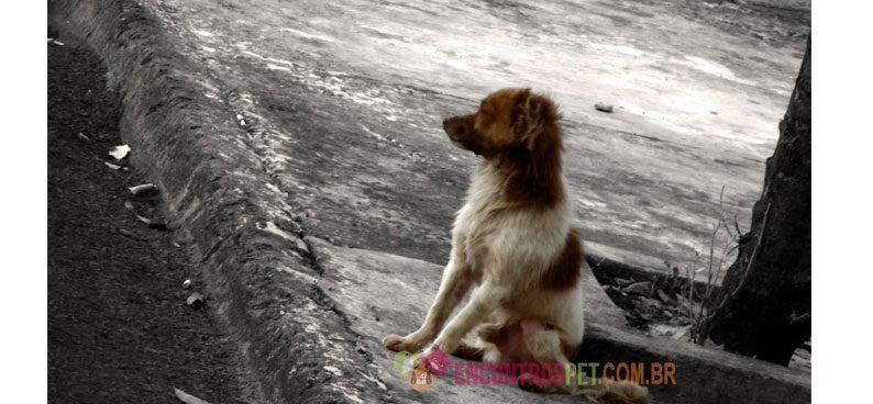 cachorro-abandonado-00