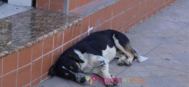 cachorro-abandonado-01