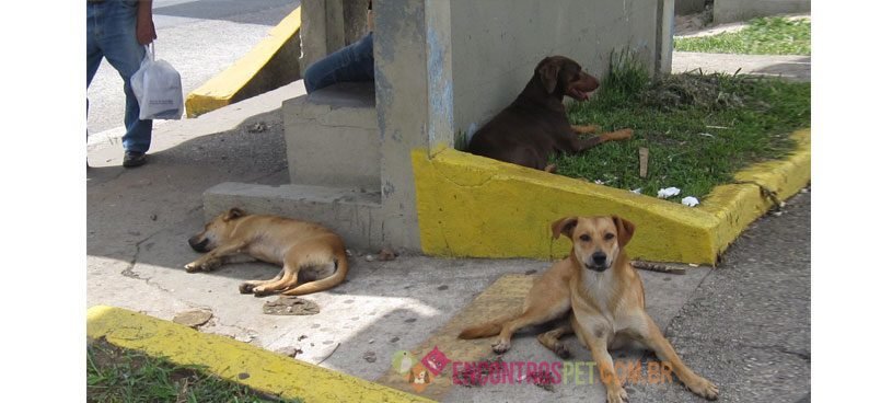 cachorro-abandonado-03