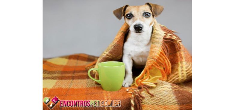 cachorro-soluco-01