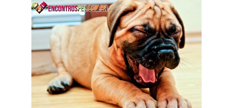 cachorro-soluco-02
