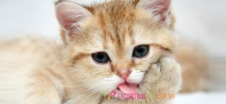 cachorro-gato-enxerga-preto-branco-colorido