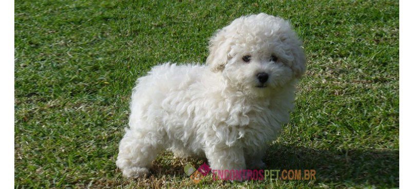 poodle-toy