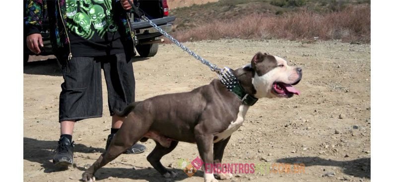 American-(Bully)-Pit-Bull-Terrier-01