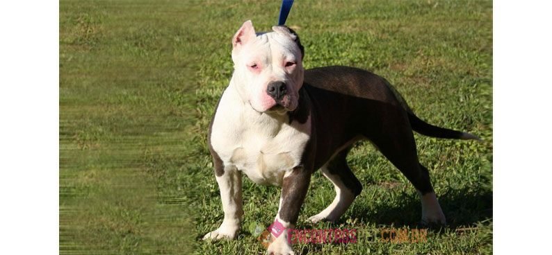 American-(Bully)-Pit-Bull-Terrier