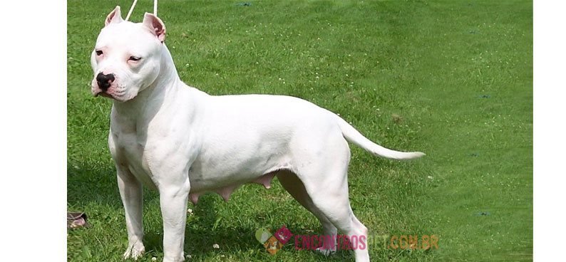 American-(Bully)-Pit-Bull-Terrier02