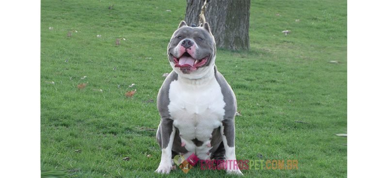 American-(Bully)-Pit-Bull-Terrier03