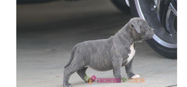 American-(Bully)-Pit-Bull-Terrier04