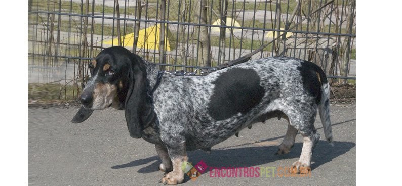 Basset-Azul-da-Gasconha
