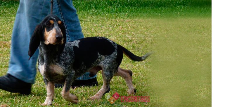 Basset-Azul-da-Gasconha