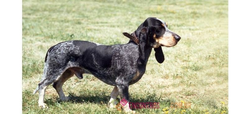 Basset-Azul-da-Gasconha
