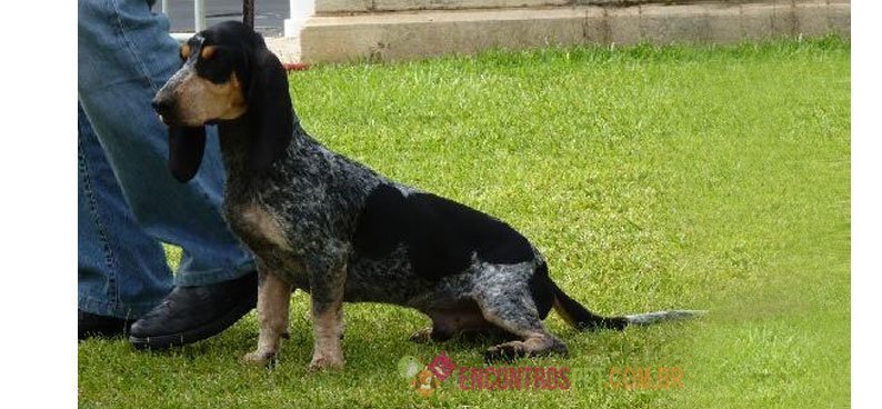 Basset-Azul-da-Gasconha