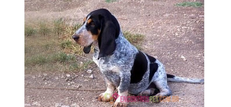 Basset-Azul-da-Gasconha