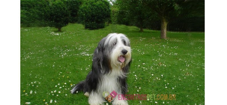 Bearded-Collie