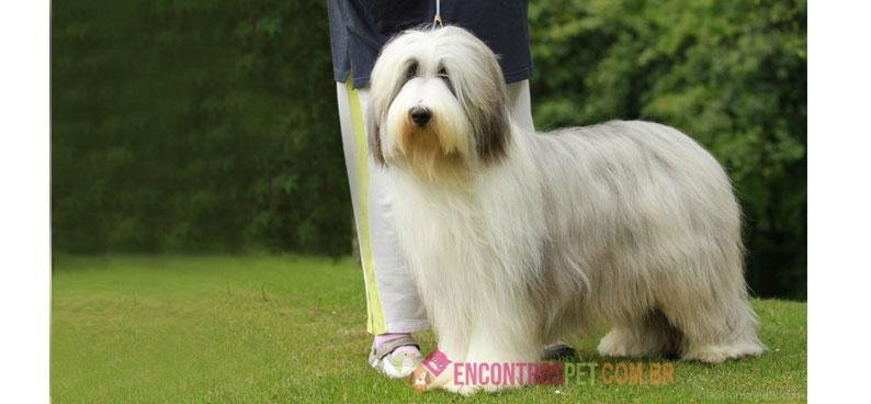 Bearded-Collie01