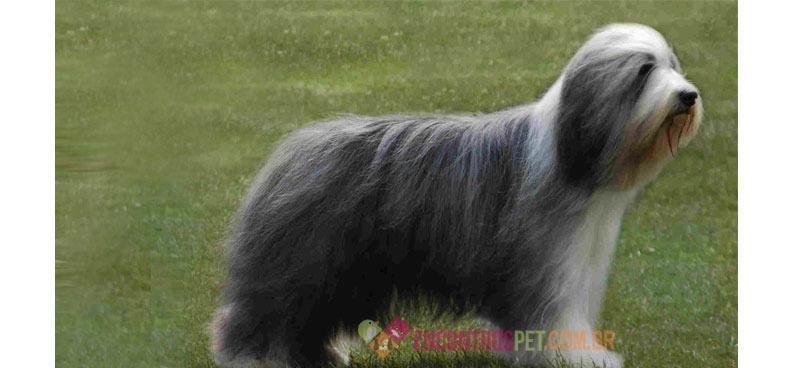 Bearded-Collie02