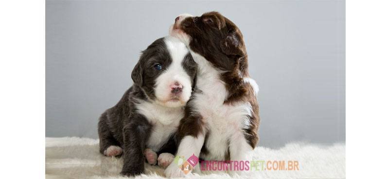 Bearded-Collie03