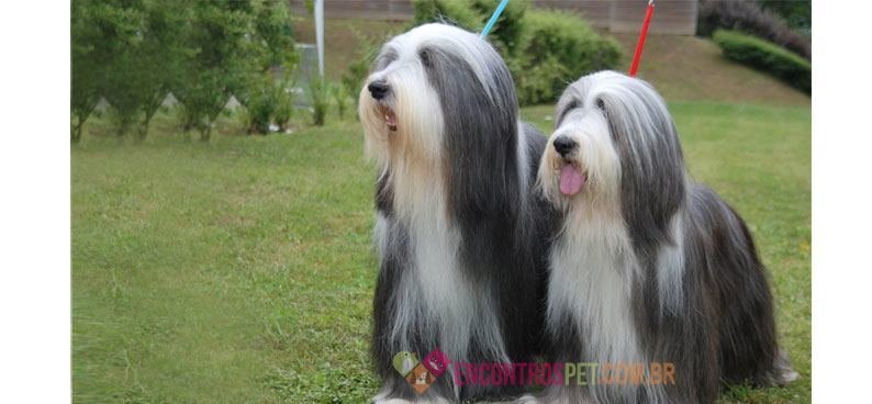 Bearded-Collie05