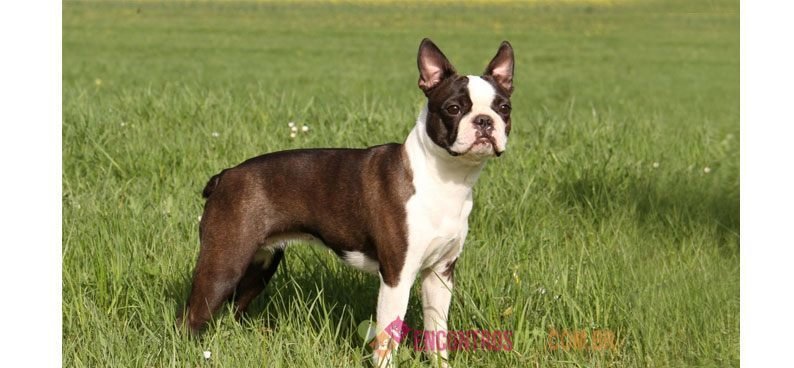 Boston-terrier Boston-terrier01